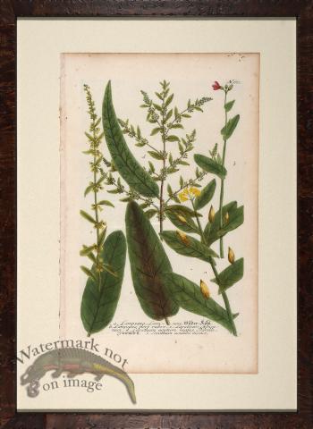 Weinmann Floated Burl 726 03